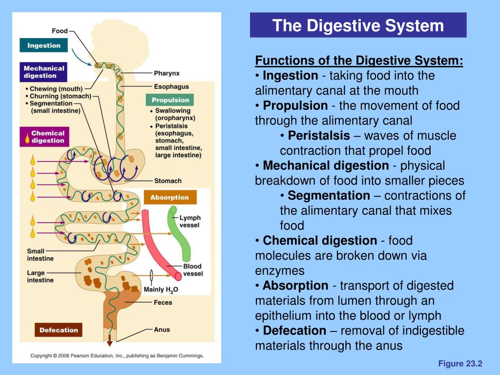 Chapter 23 Digestive System Concept Map PPT The Digestive System Chapter 23 PowerPoint Presentation ID2956538