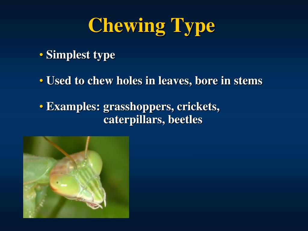 PPT Insect Structure PowerPoint Presentation, free download ID2959121