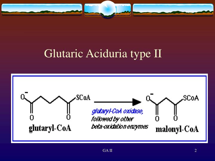 PPT Glutaric Aciduria type II a Fatty acid oxidation defect