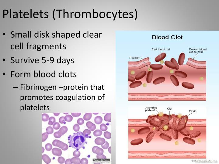 PPT Blood Function PowerPoint Presentation ID2960720
