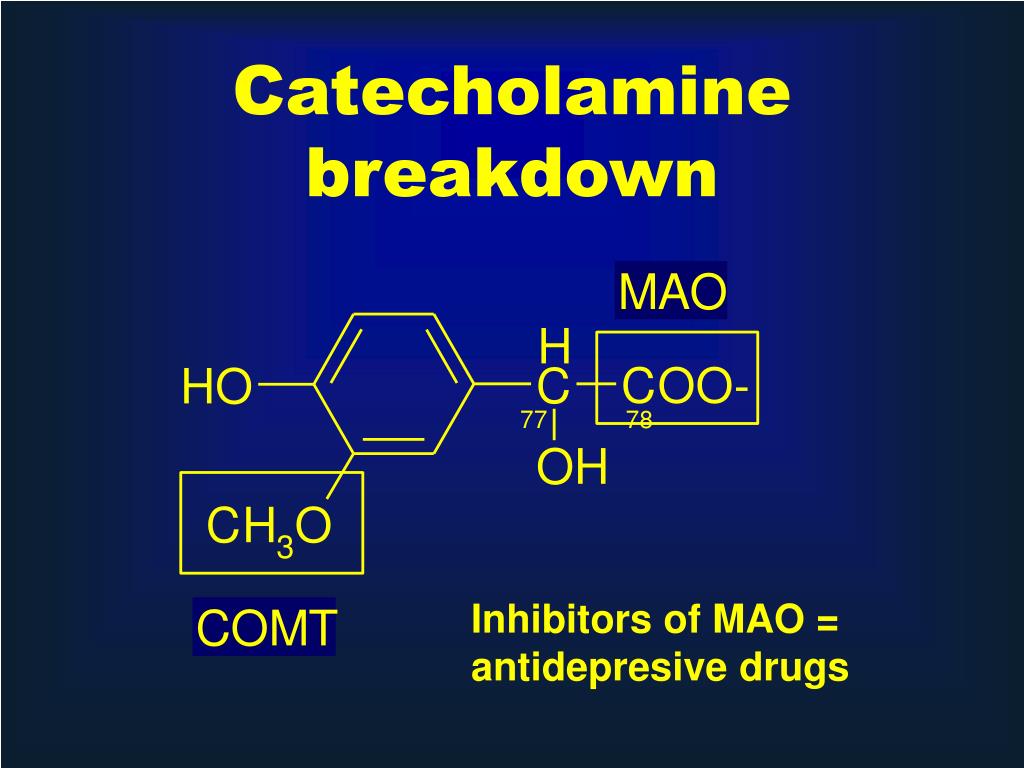 PPT Synthesis and Degradation of Hormones PowerPoint Presentation