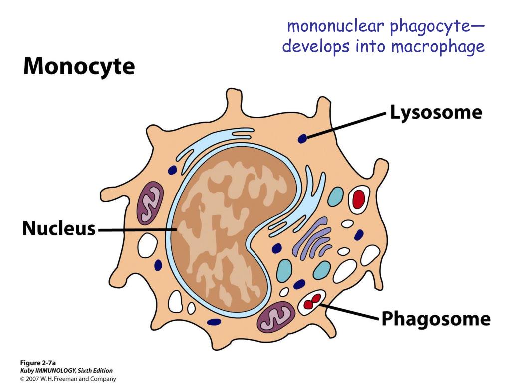 PPT Cells of the Immune System PowerPoint Presentation, free download