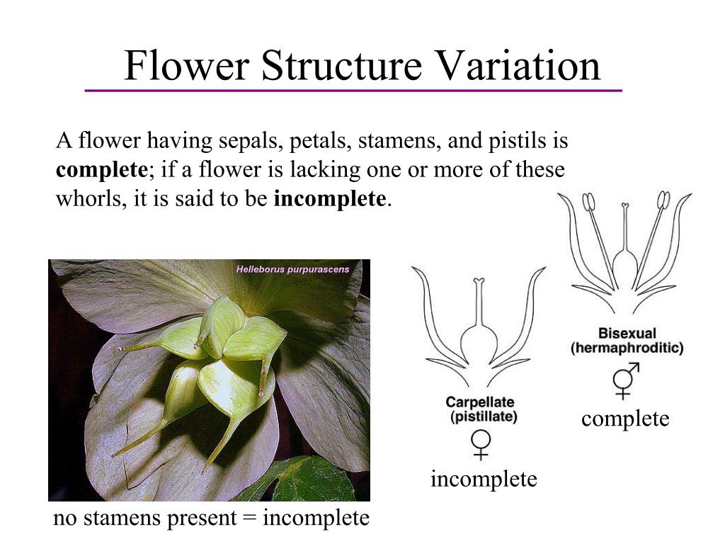 PPT Plants and People PowerPoint Presentation, free download ID2964045