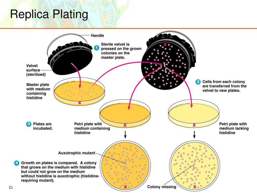 PPT Microbial PowerPoint Presentation, free download ID