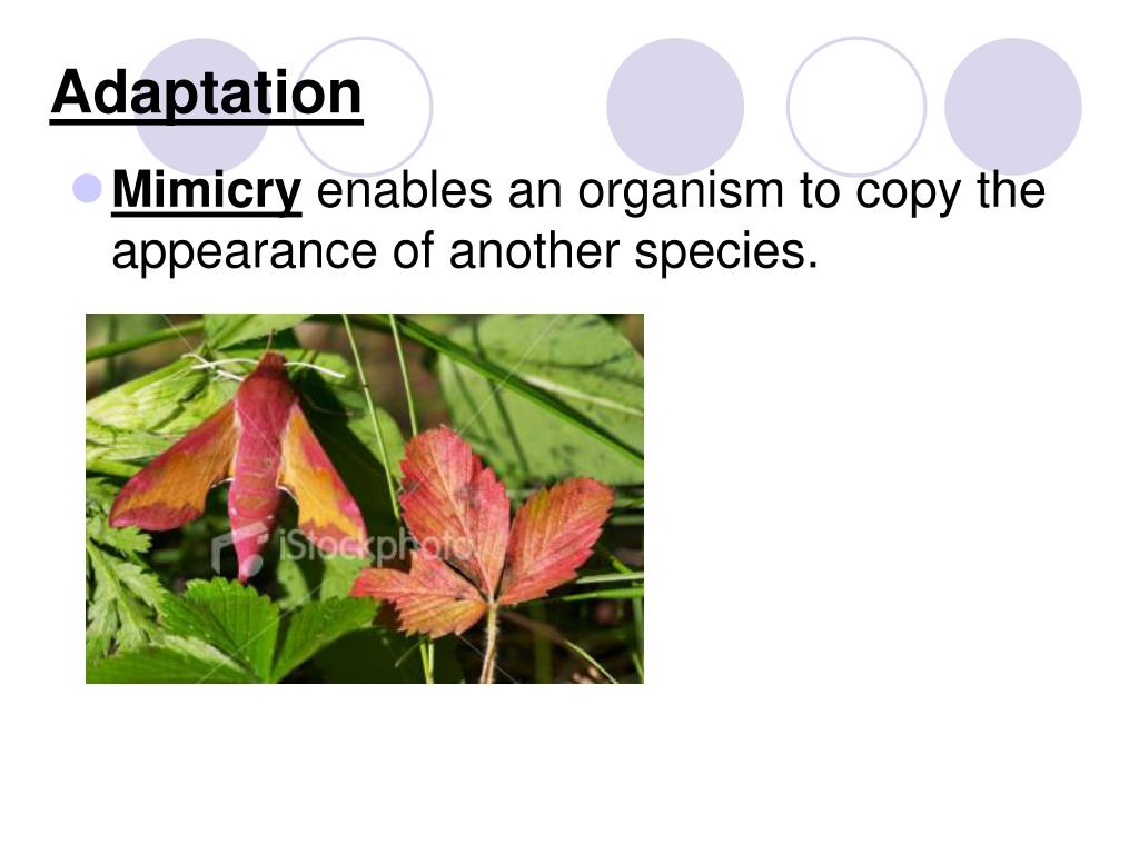 PPT Chapter 15 Darwin’s Theory of Evolution PowerPoint Presentation