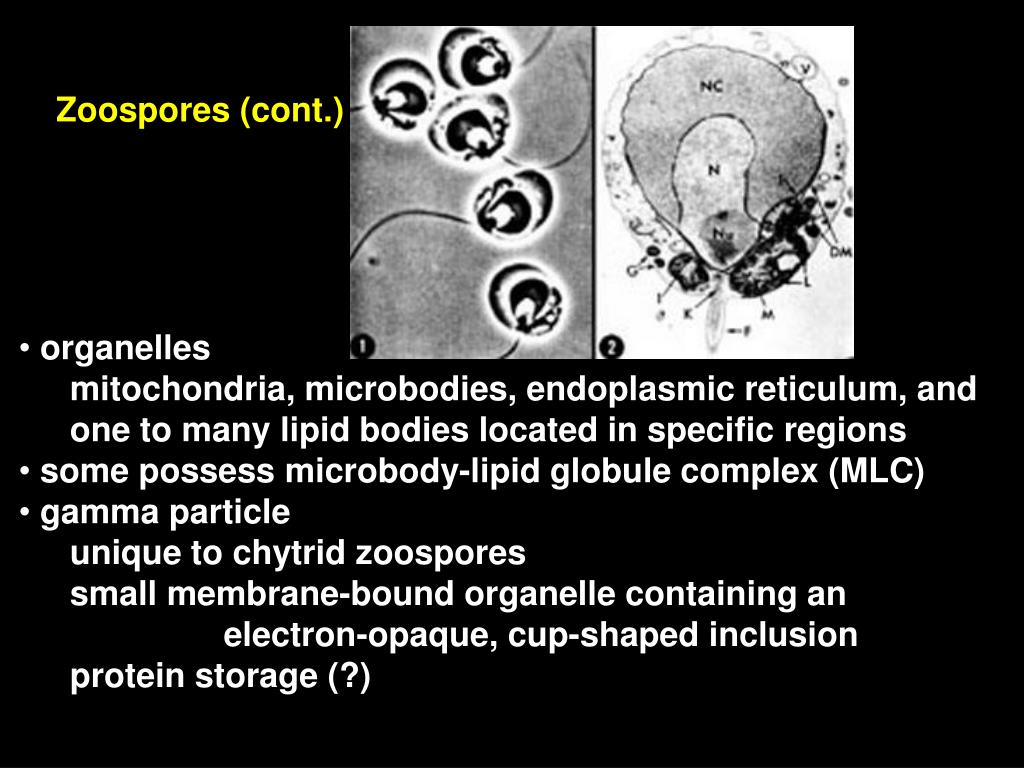 PPT Zoosporic fungi Chytridiomycota Kingdom Fungi PowerPoint