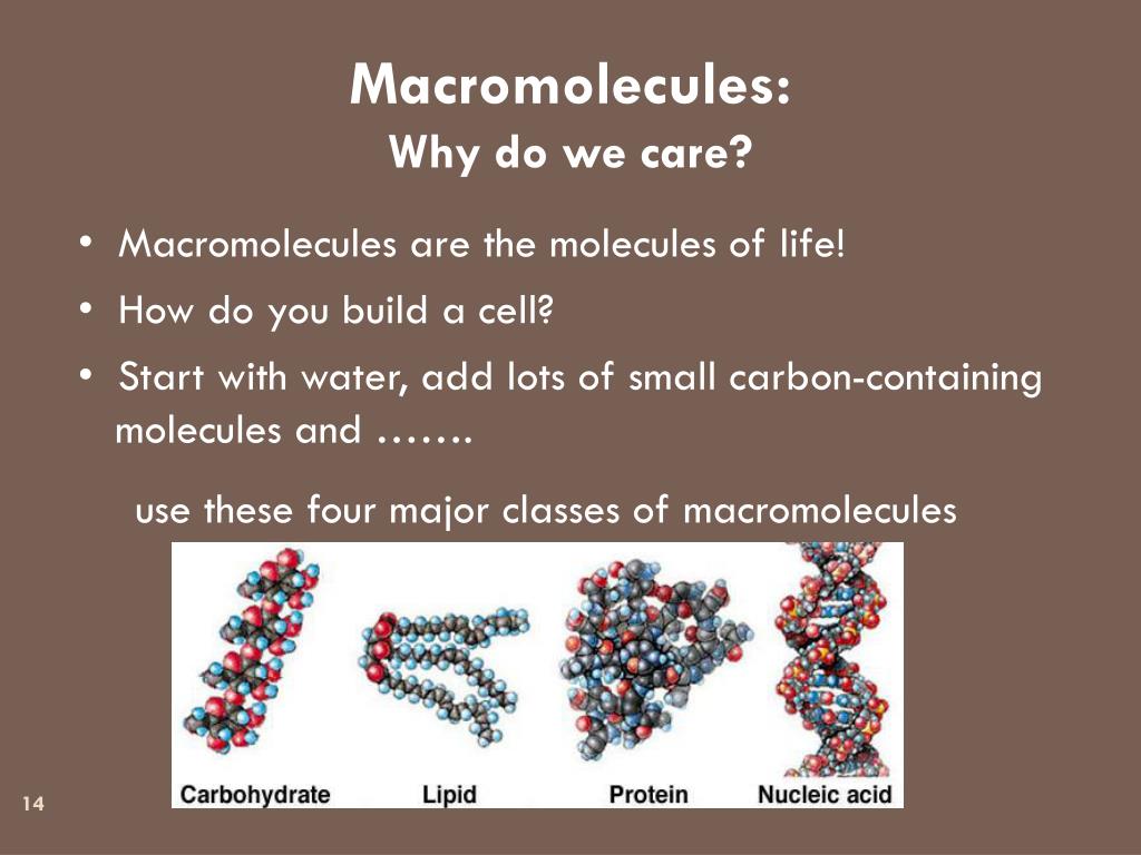 PPT Grade 12 Biology (SBI4U) Macromolecules PowerPoint Presentation