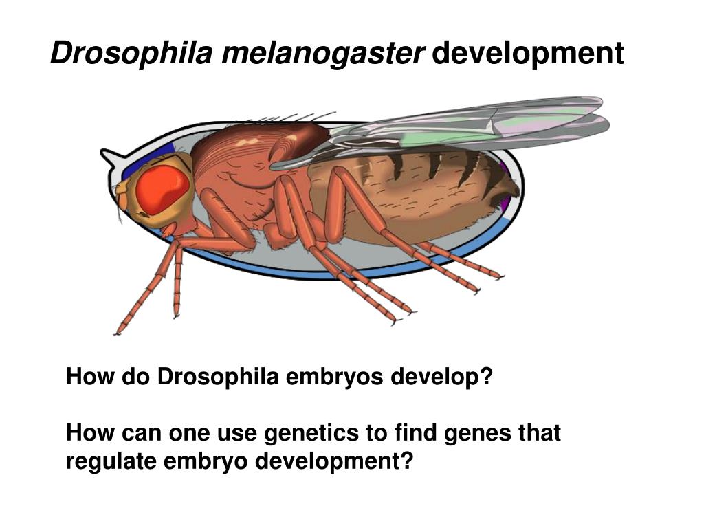 PPT Drosophila melanogaster development PowerPoint Presentation, free download ID2968175