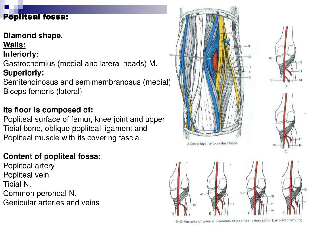 PPT The Lower Limb PowerPoint Presentation, free