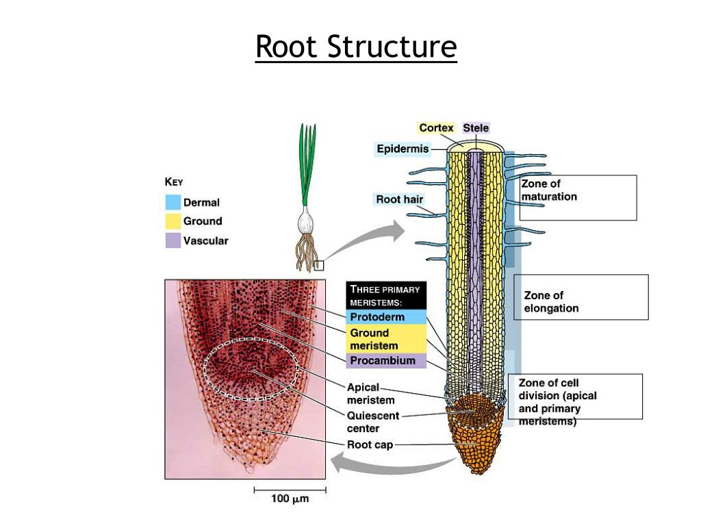 PPT Plant Cell PowerPoint Presentation, free download ID2968977