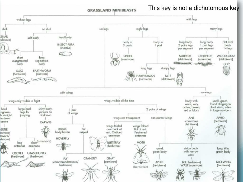 PPT Dichotomous Keys PowerPoint Presentation, free download ID2969075