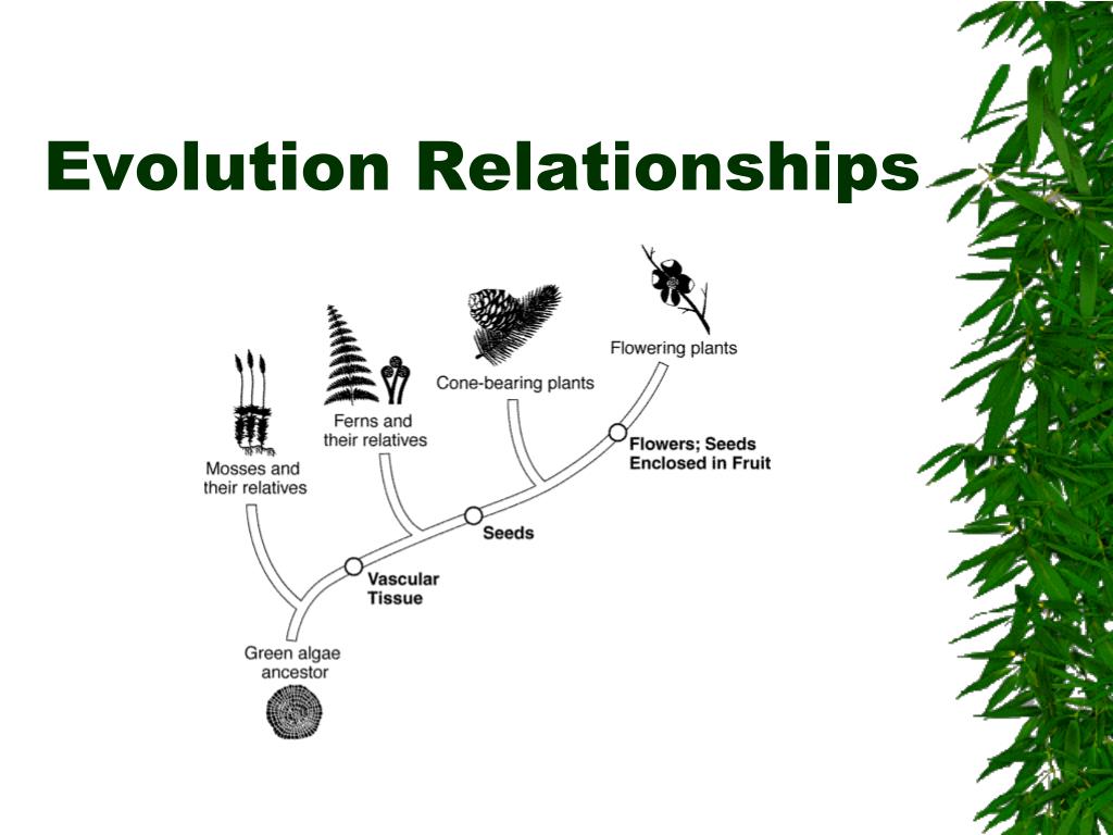 PPT KINGDOM PLANTAE PowerPoint Presentation, free download ID2969542