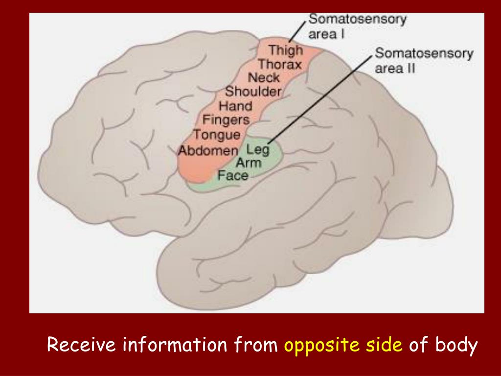 PPT SOMATOSENSORY CORTEX PowerPoint Presentation, free download ID