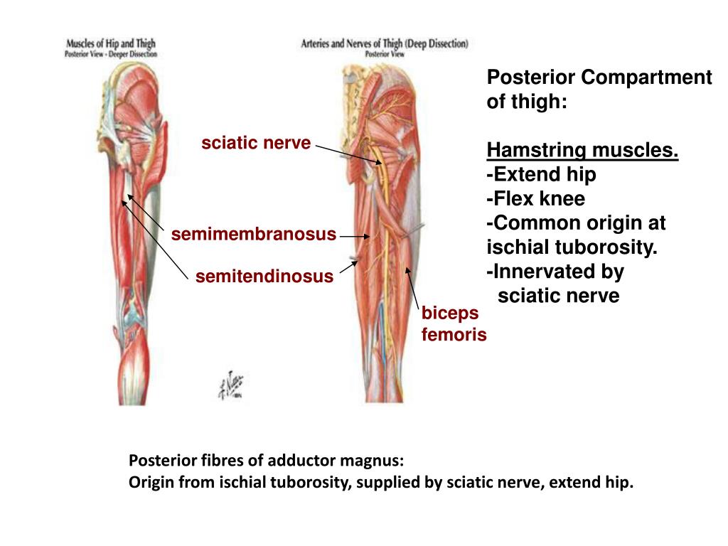 PPT Muscles of Thigh PowerPoint Presentation, free download ID2971192