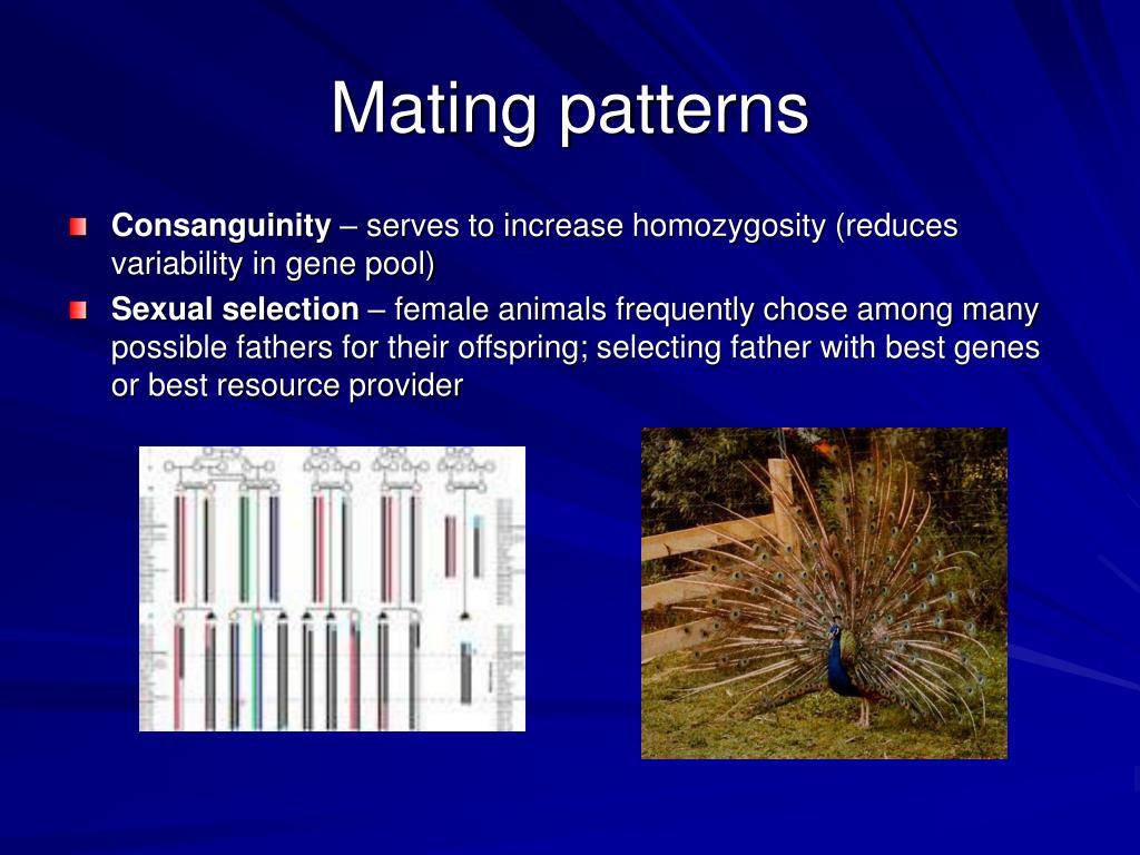 PPT Population Hardy Weinberg Equilibrium PowerPoint