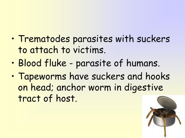PPT Invertebrates PowerPoint Presentation ID2976192