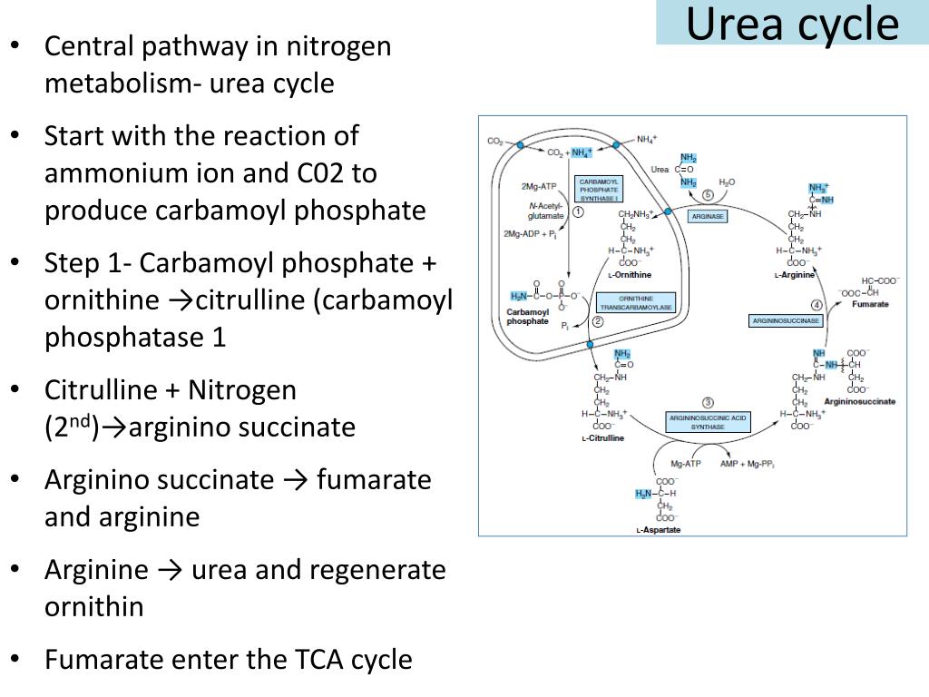 PPT Amino acid oxidation and the production of urea PowerPoint