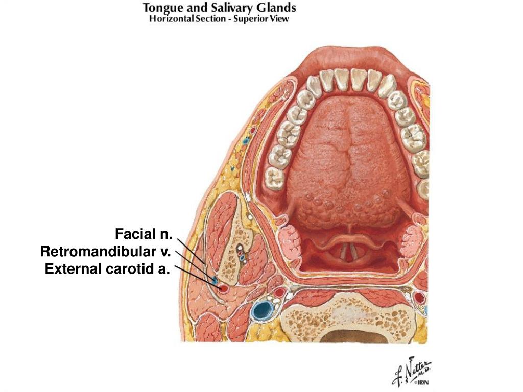 PPT PAROTID REGION PowerPoint Presentation, free download ID2978402