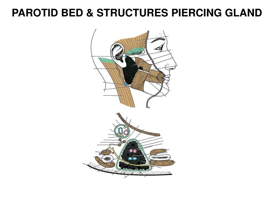 PPT PAROTID REGION PowerPoint Presentation, free download ID2978402