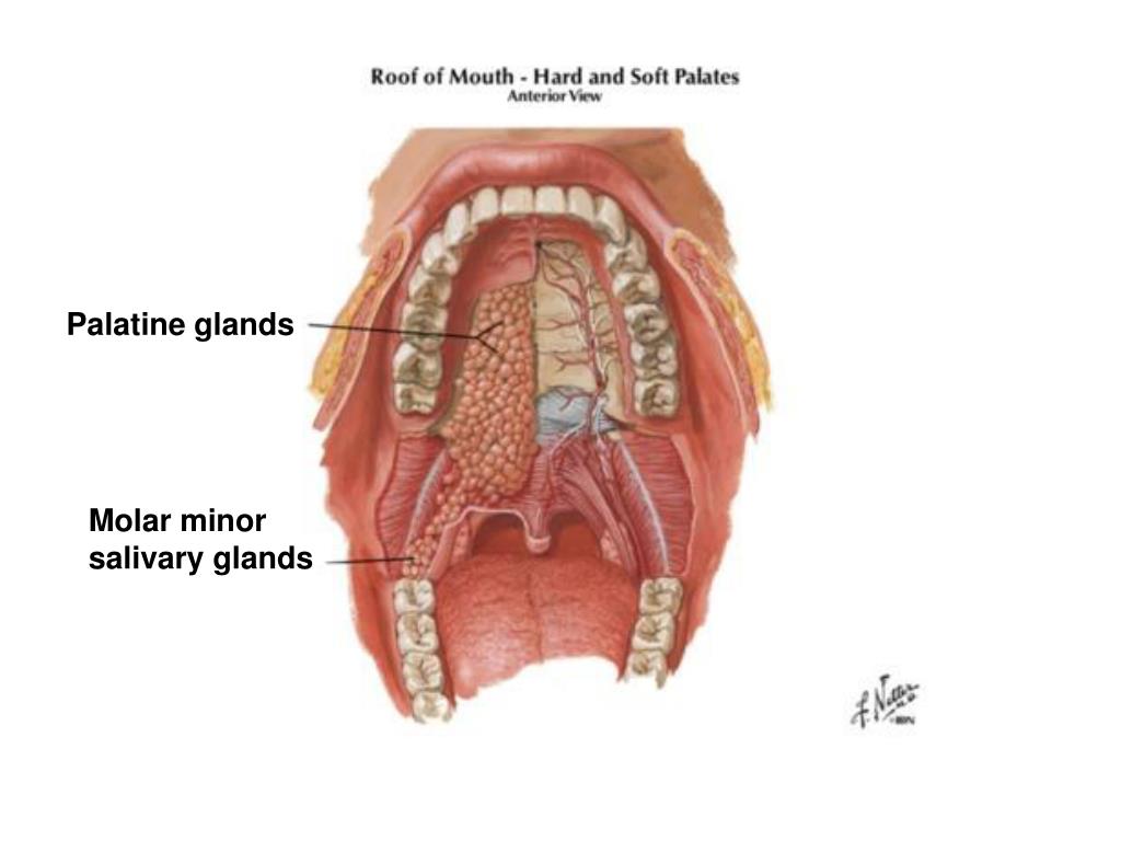 PPT PAROTID REGION PowerPoint Presentation, free download ID2978402