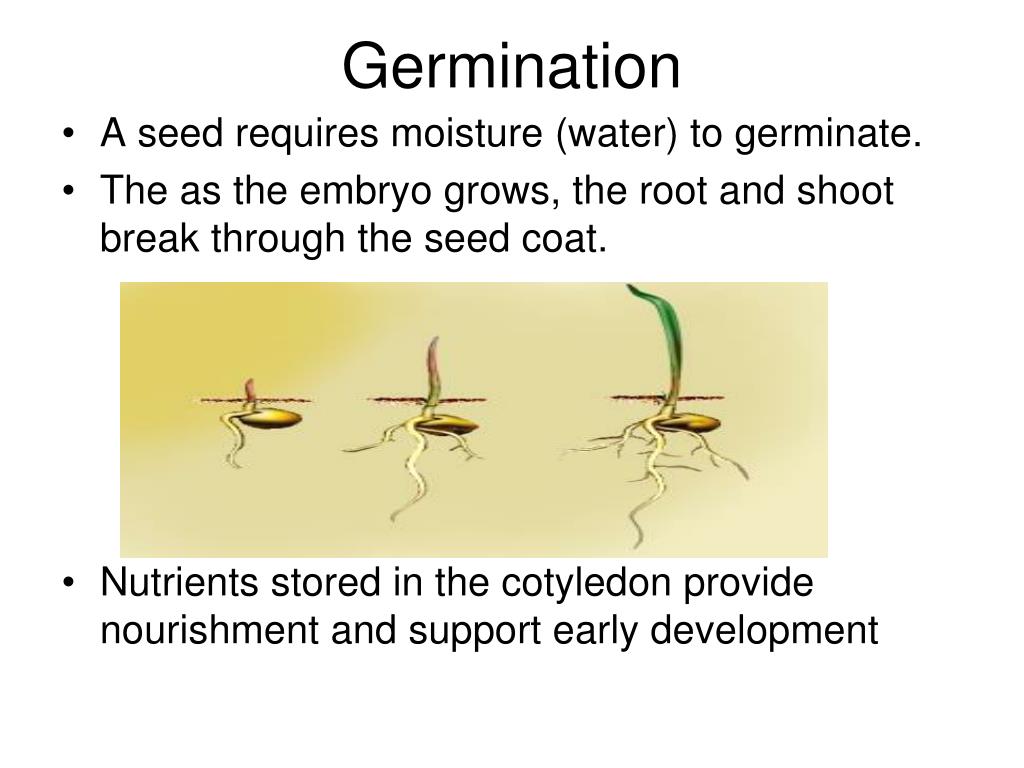 PPT Reproduction in Flowering Plants PowerPoint Presentation, free
