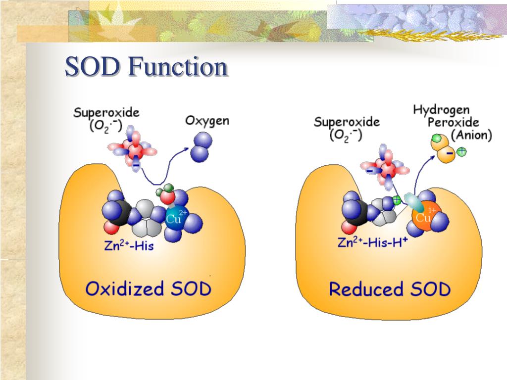 PPT An Investigation of the Interactions Between Zincdeficient and