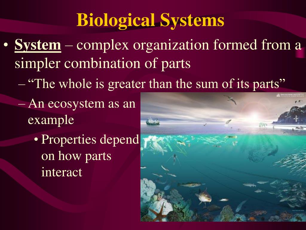 PPT Chapter 1 The Scope of Biology PowerPoint Presentation, free