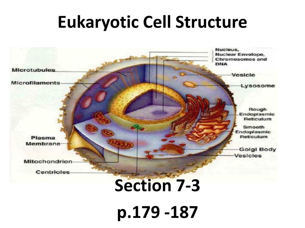 Eukaryotic Cell Wall Structure
