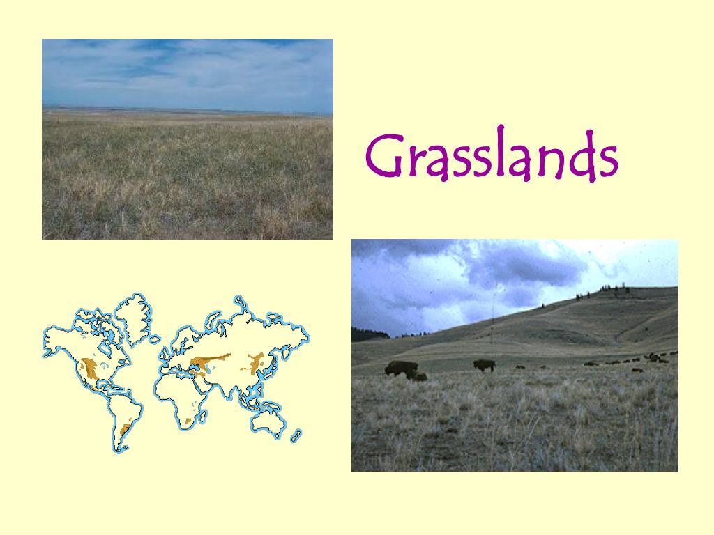 PPT Grasslands PowerPoint Presentation, free download ID2991868