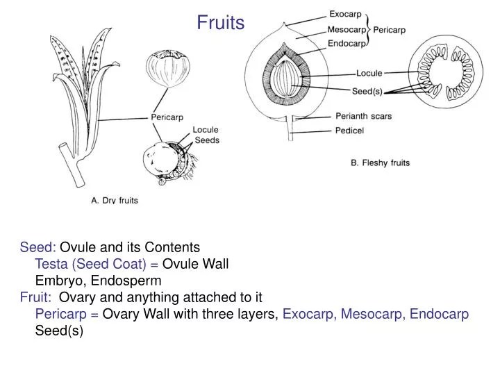 PPT Seed Ovule and its Contents Testa (Seed Coat) = Ovule Wall