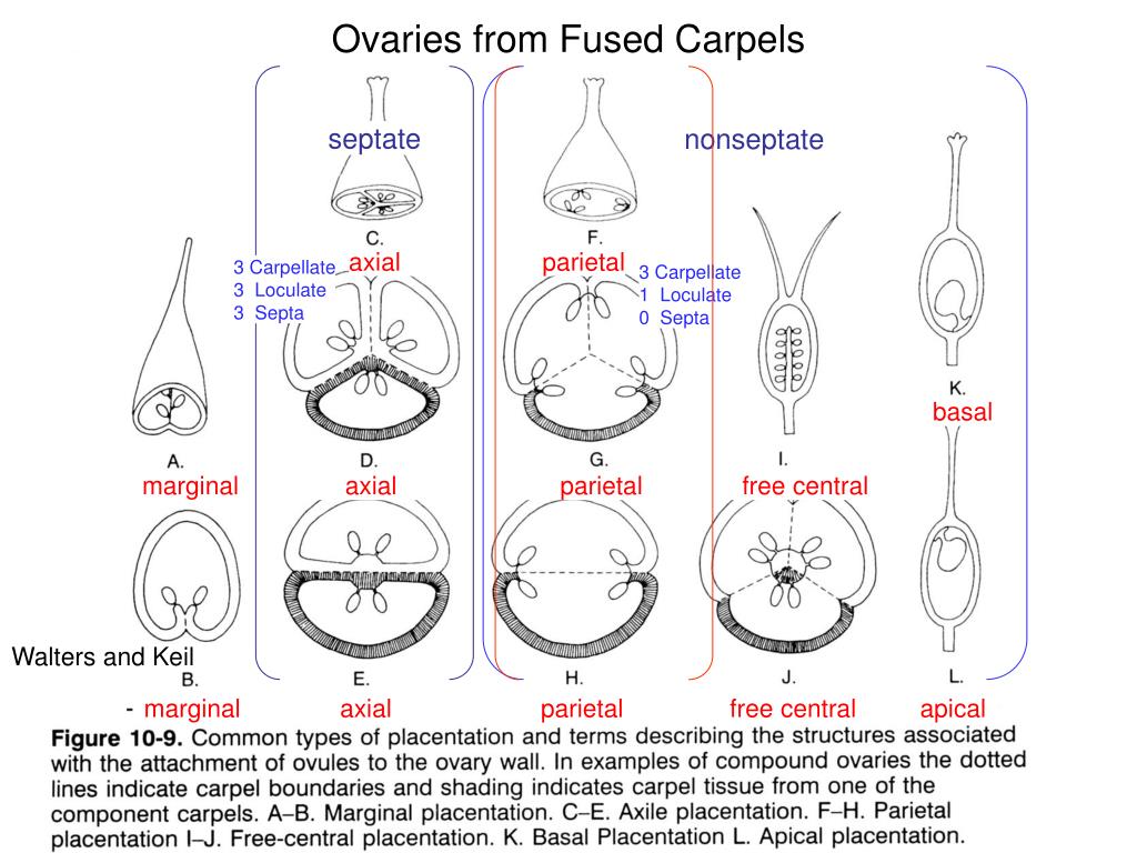 PPT Seed Ovule and its Contents Testa (Seed Coat) = Ovule Wall