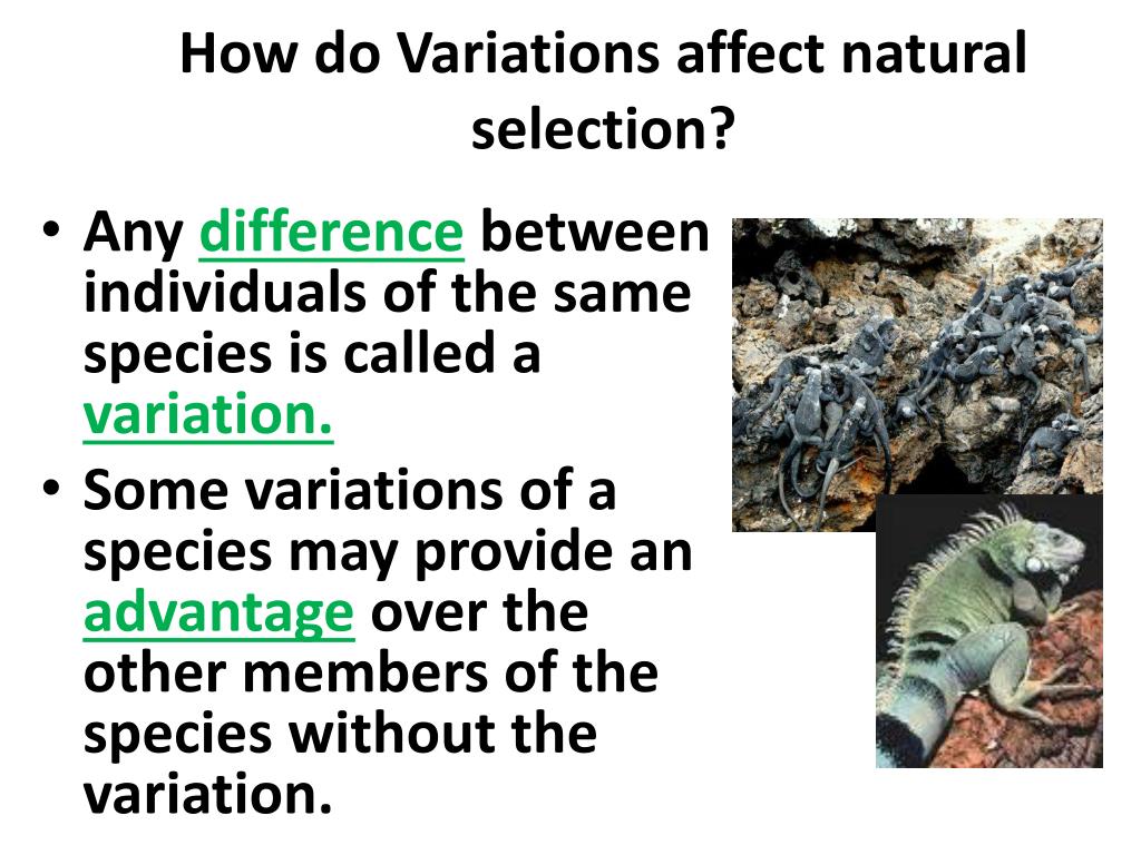 PPT Darwin’s Theory PowerPoint Presentation, free download ID2992324