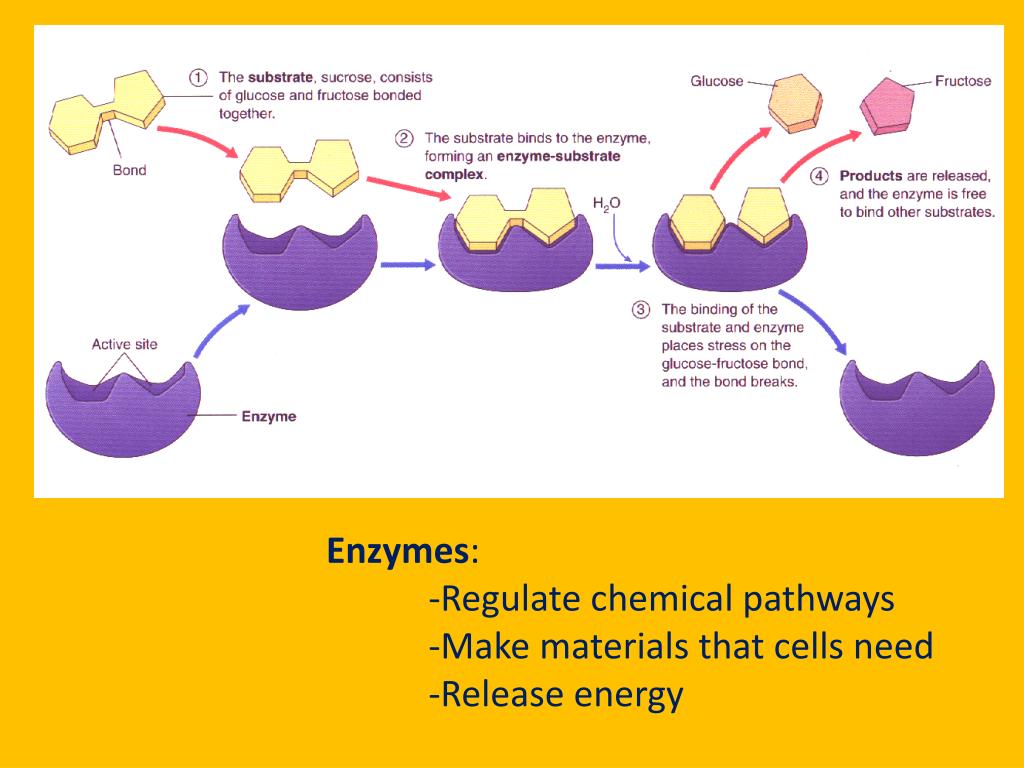 PPT Chemistry of Life Part II Chemical Reactions Enzymes Water