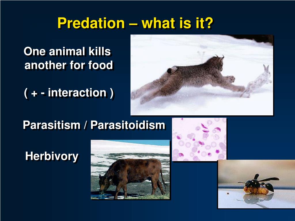 PPT Predation what is it? PowerPoint Presentation, free download