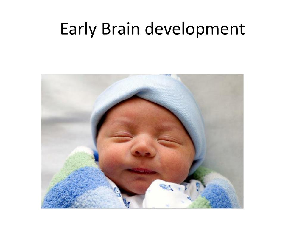 PPT Early Brain development PowerPoint Presentation, free download