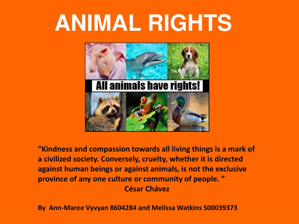 PPT ANIMAL RIGHTS PowerPoint Presentation, free download ID3002985