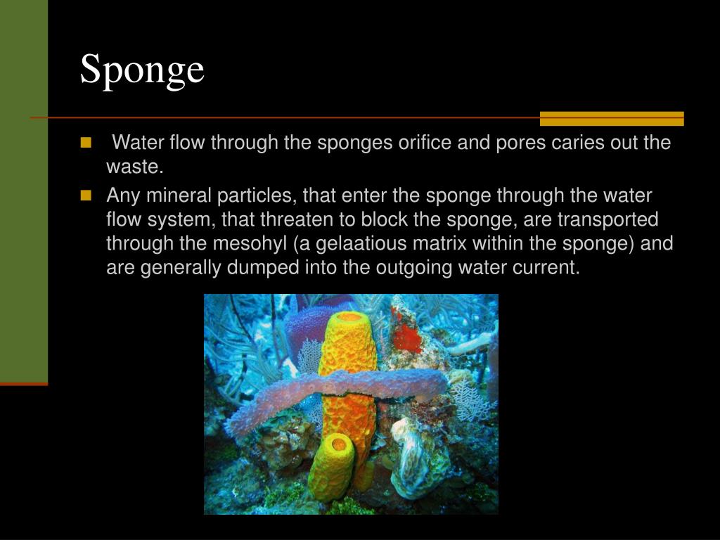 PPT Excretory System PowerPoint Presentation, free download ID3007379