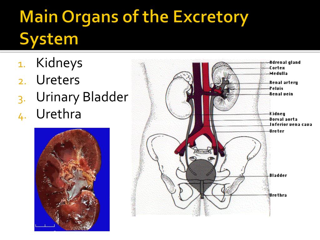 PPT The Excretory System PowerPoint Presentation, free download ID