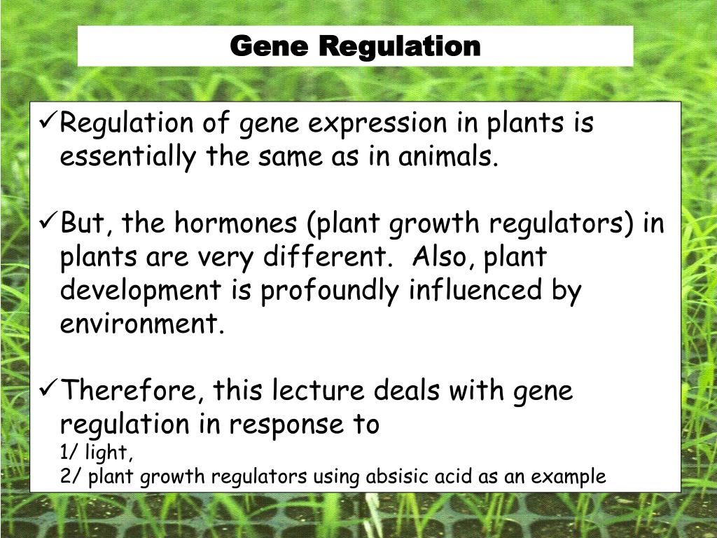 PPT Gene regulation and expression in plants overview Plant