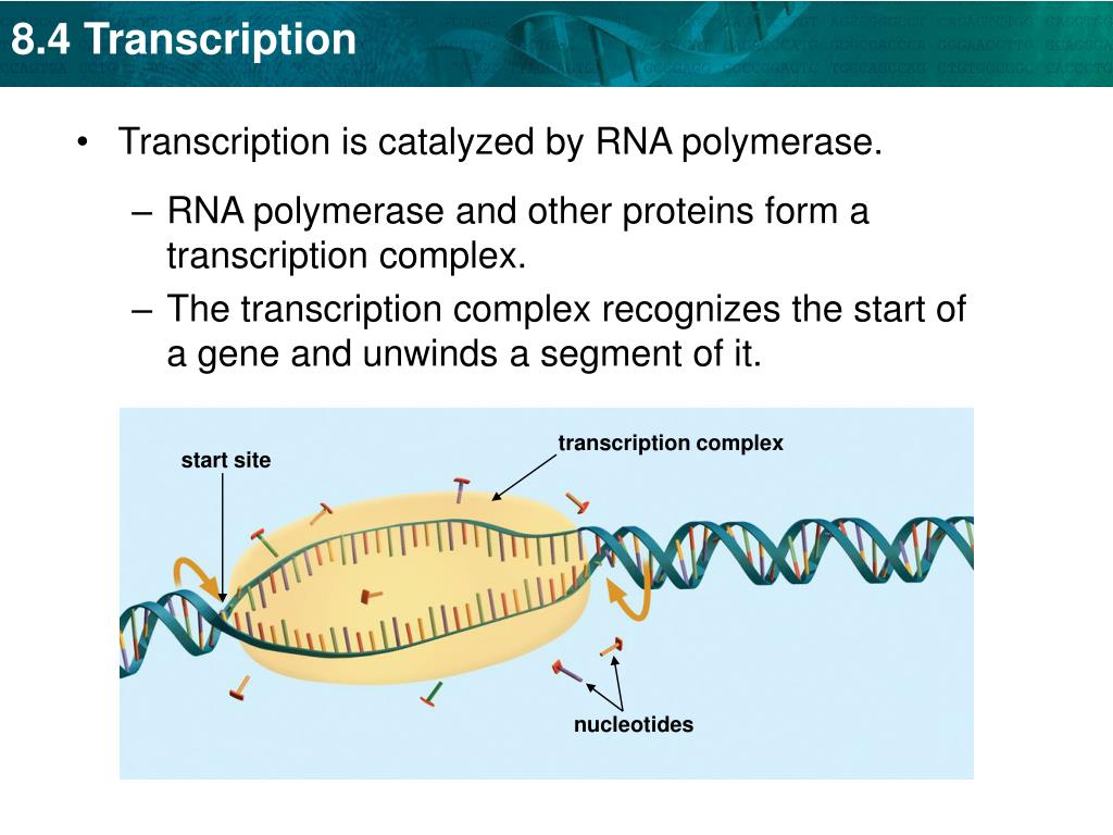 PPT KEY CONCEPT Transcription converts a gene into a singlestranded RNA molecule. PowerPoint