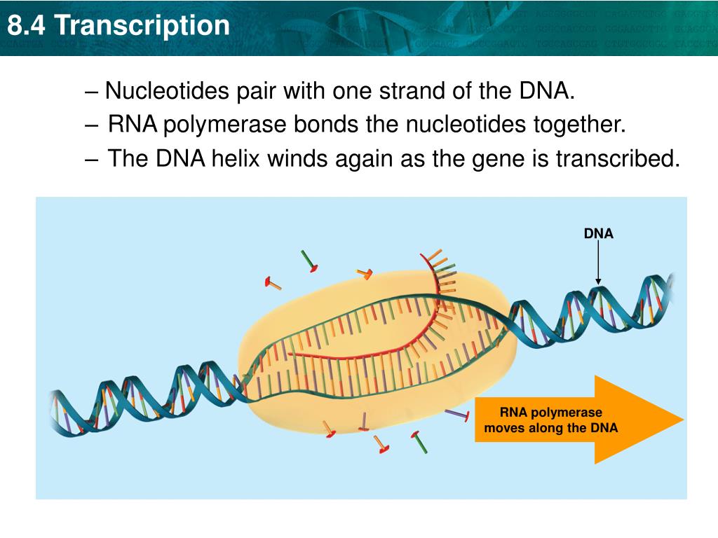 PPT KEY CONCEPT Transcription converts a gene into a singlestranded RNA molecule. PowerPoint
