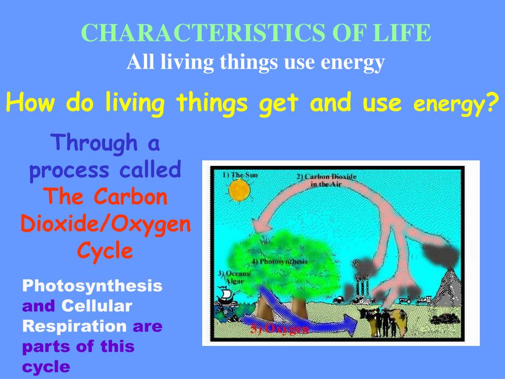 PPT CHARACTERISTICS OF LIFE All living things use energy PowerPoint