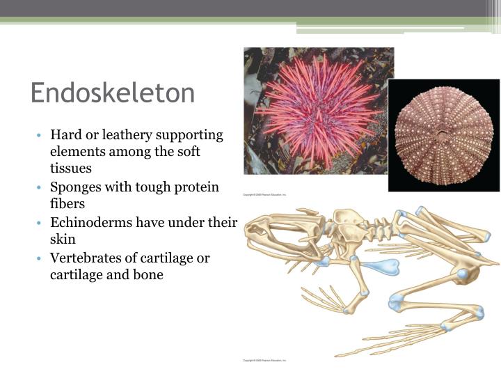 PPT Animal Movement PowerPoint Presentation ID3012965