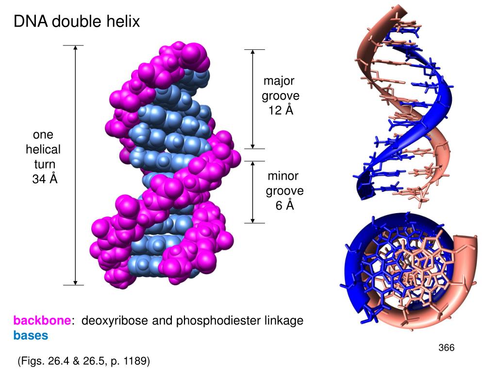 PPT Chapter 26 Nucleosides, Nucleotides, and Nucleic Acids. PowerPoint Presentation ID3014219