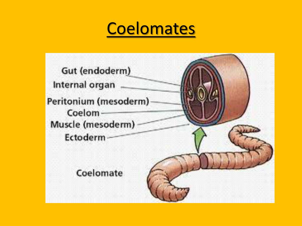 PPT Flatworms, Roundworms, & Segmented Worms PowerPoint Presentation