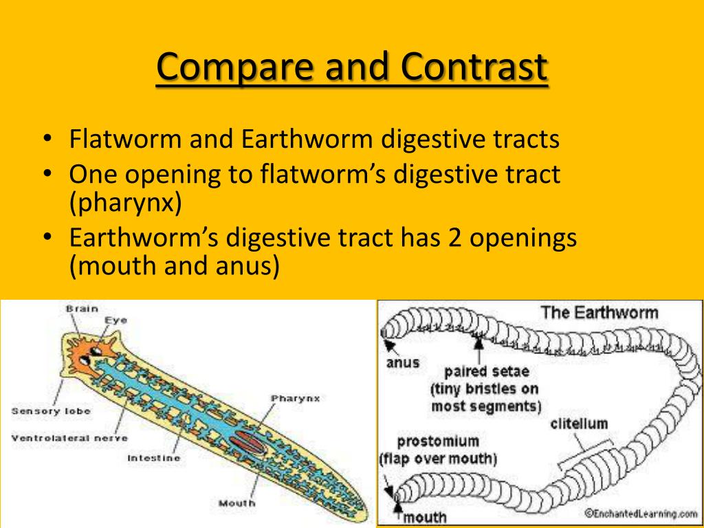 PPT Flatworms, Roundworms, & Segmented Worms PowerPoint Presentation