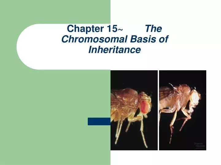 PPT Chapter 15 The Chromosomal Basis of Inheritance PowerPoint