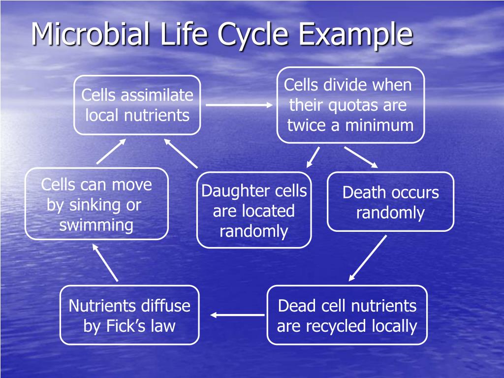 PPT Individual Based Modeling of Microbial Communities Solving the