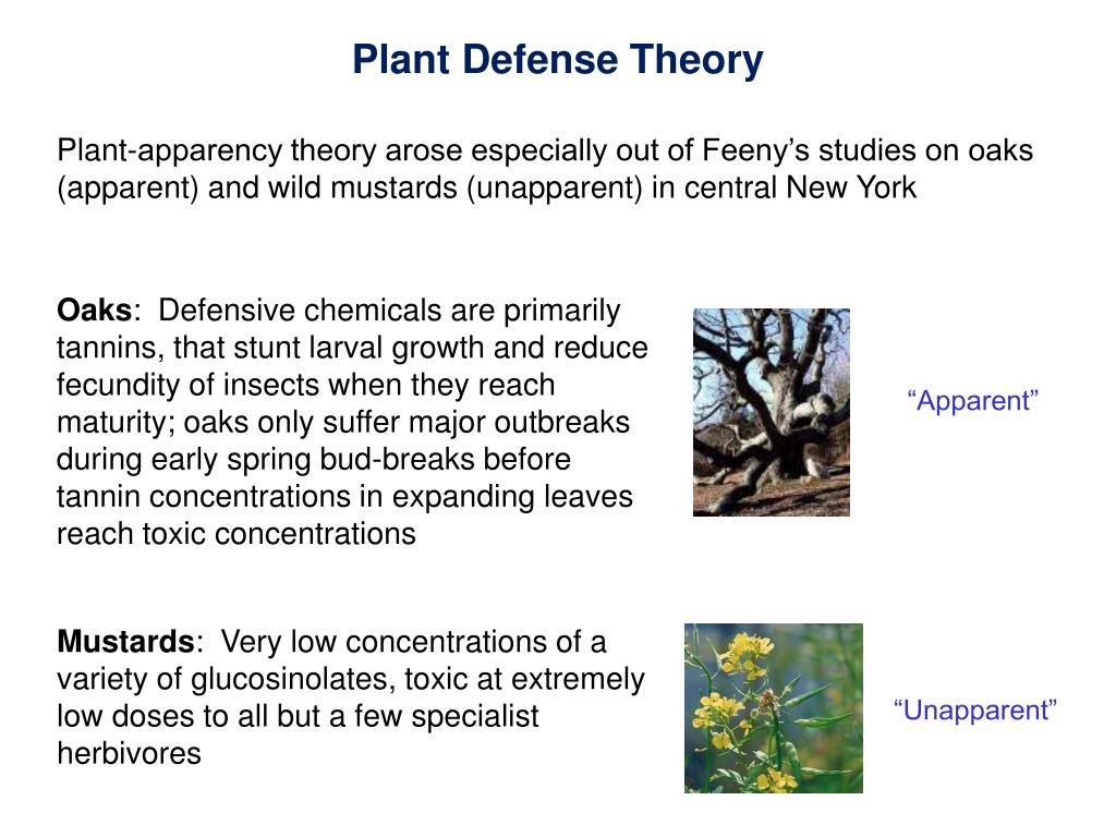 PPT HERBIVORY PowerPoint Presentation, free download ID3021152