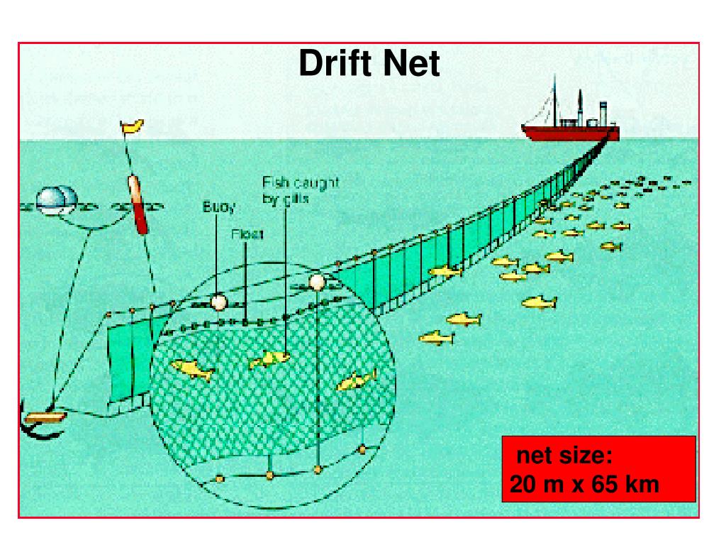 PPT Fisheries PowerPoint Presentation, free download ID3029136